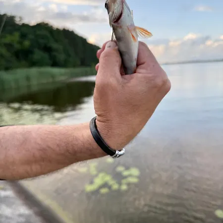 Aparthotel&sauna * Rynia (Legionowo)